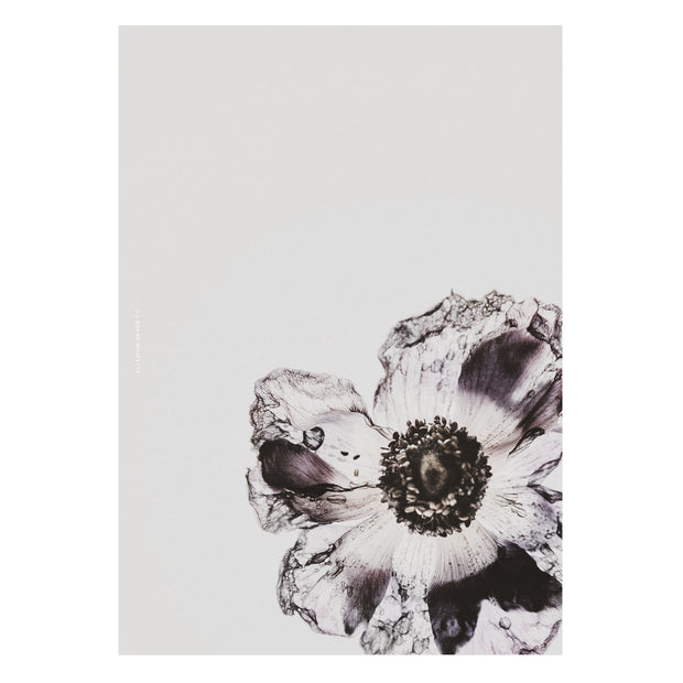 Winter Anemone Dashboard