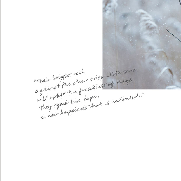 Winter Red Dashboard