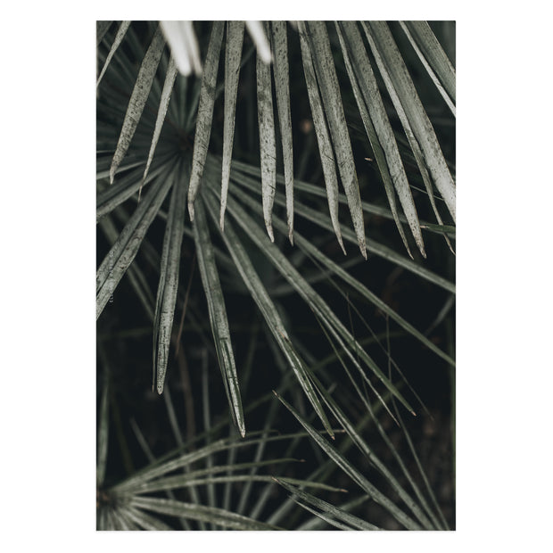 Palm Dashboard