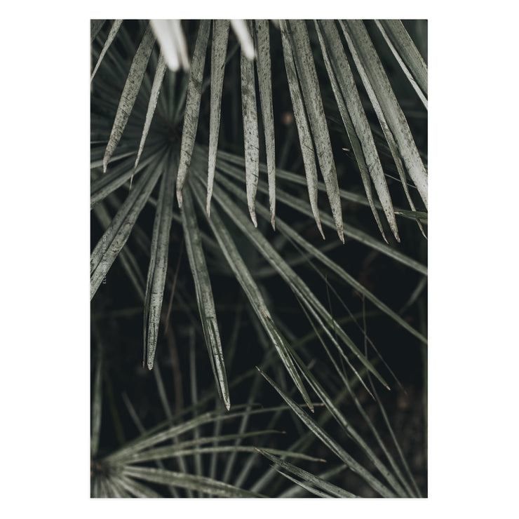 Palm Dashboard