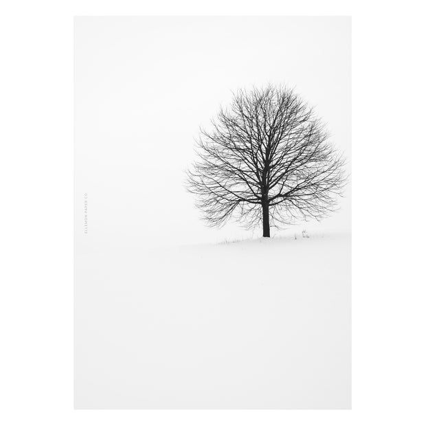 Winter Lone Tree Dashboard